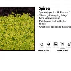 Pandy's Garden Center Spirea - Gold Mound