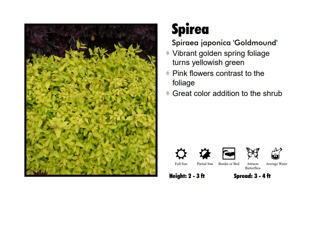 Pandy's Garden Center Spirea - Gold Mound 3 Pandy's Garden Center Spirea - Gold Mound