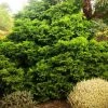 Pandy's Garden Center Nursery Hinoki Cypress - Split Rock