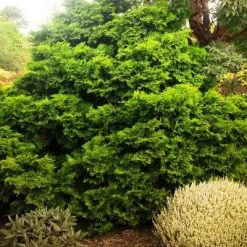 Pandy's Garden Center Nursery Hinoki Cypress - Split Rock