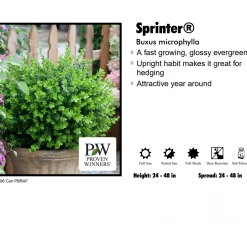 Willoway Boxwood - Sprinter