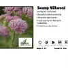 Willoway Asclepias Incarnata - Swomp Milkweed