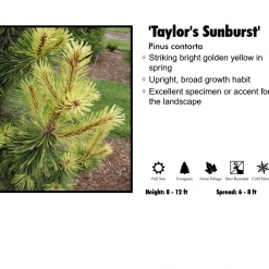 Pandy's Garden Center Pine - Taylor's Sunset Nursery