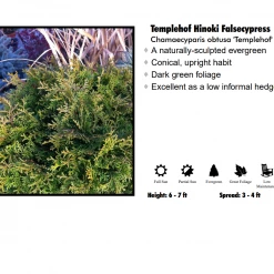 Klyn Nurseries Hinoki Cypress - Templehof Nursery