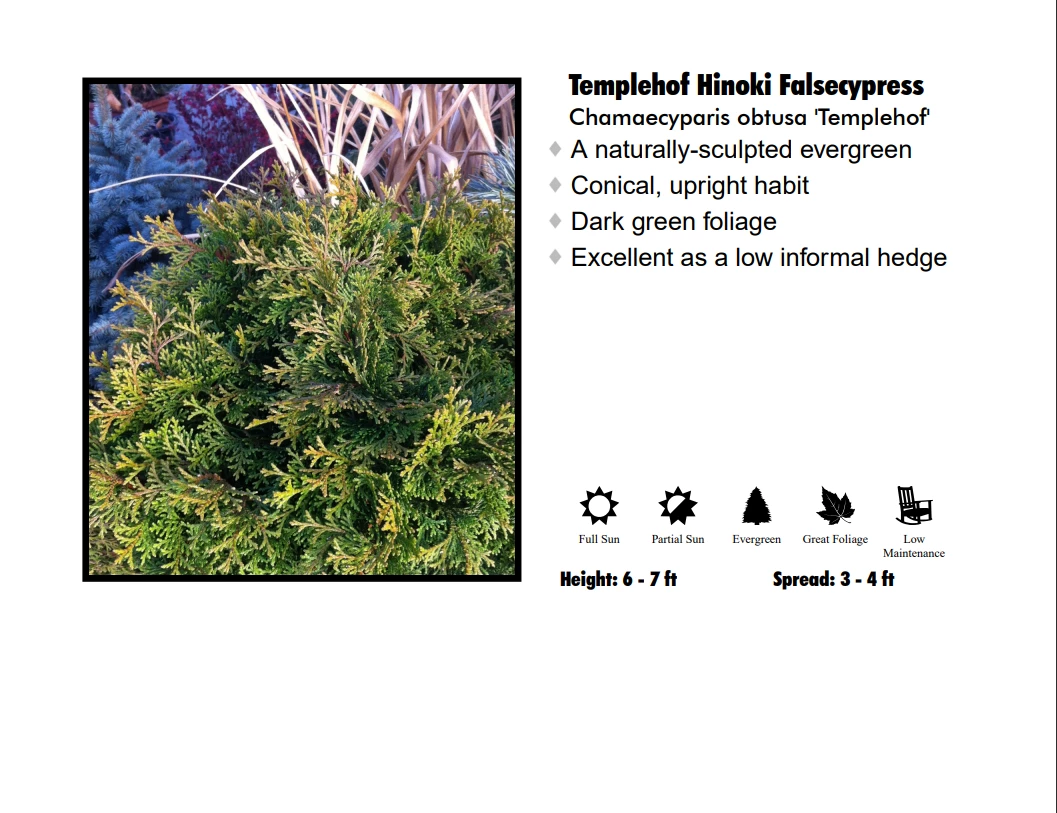 Klyn Nurseries Hinoki Cypress - Templehof Nursery 3 Klyn Nurseries Hinoki Cypress - Templehof Nursery