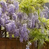 Monrovia Nursery Japanese Wisteria - Texas Purple