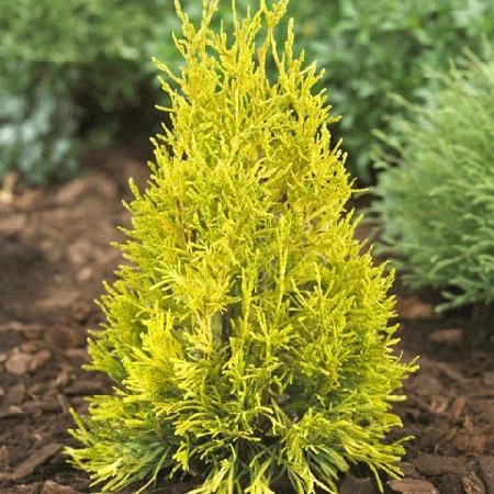 Pandy's Garden Center Arborvitae-Golden Spire #3 Nursery 3 Pandy's Garden Center Arborvitae-Golden Spire #3 Nursery