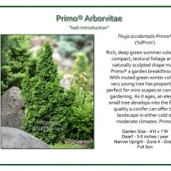 Iseli Arborvitae Primo