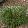 Pandy's Garden Center Nursery Arborvitae Whipcord