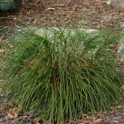 Pandy's Garden Center Nursery Arborvitae Whipcord