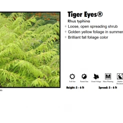 Pandy's Garden Center Sumac - Tiger Eye’s Nursery