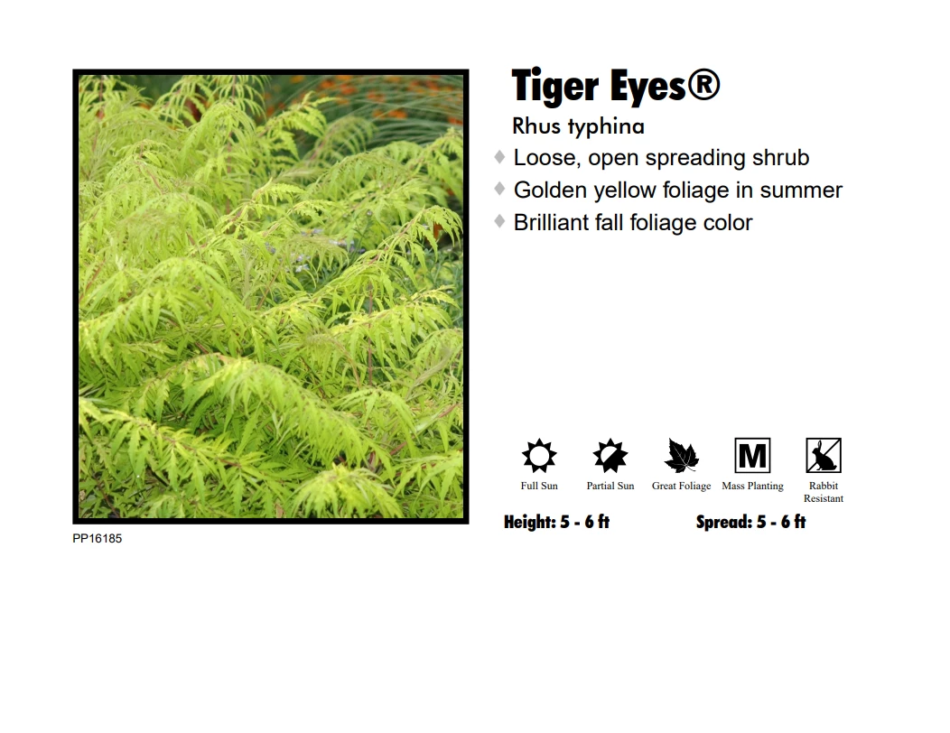 Pandy's Garden Center Sumac - Tiger Eye’s Nursery 3 Pandy's Garden Center Sumac - Tiger Eye’s Nursery