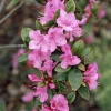Pandy's Garden Center Azalea - Tradition