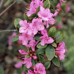 Pandy's Garden Center Azalea - Tradition