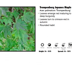 Pandy's Garden Center Nursery Japanese Maple - Trompenburg