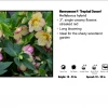 Pandy's Garden Center Helleborus 'Tropical Sunset’ Perennials