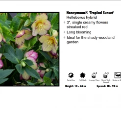 Pandy's Garden Center Helleborus 'Tropical Sunset’ Perennials