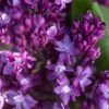 Pandy's Garden Center Nursery Lilac 'Virtual Violet'