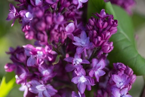 Pandy's Garden Center Nursery Lilac 'Virtual Violet' 3 Pandy's Garden Center Nursery Lilac 'Virtual Violet'