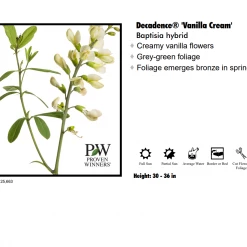 SUNBEAM GARDENS Perennials Baptisia