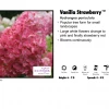 Red Rock Nursery Hydrangea Vanilla Strawberry