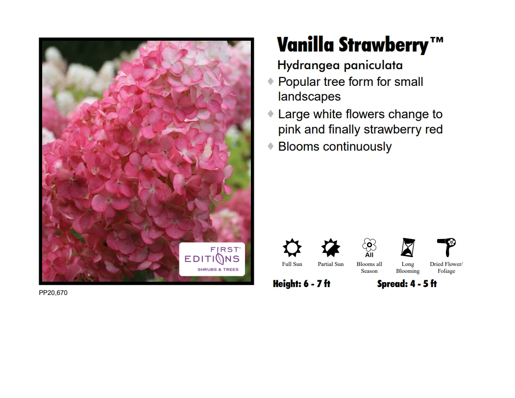 Red Rock Nursery Hydrangea Vanilla Strawberry 3 Red Rock Nursery Hydrangea Vanilla Strawberry