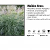 Pandy's Garden Center Maiden Grass - Variegated Nursery