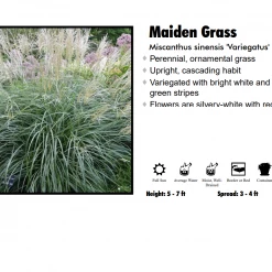 Pandy's Garden Center Maiden Grass - Variegated Nursery