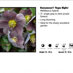Pandy's Garden Center Helleborus 'Vegas Nights’