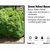 Pandy's Garden Center Boxwood - Green Velvet