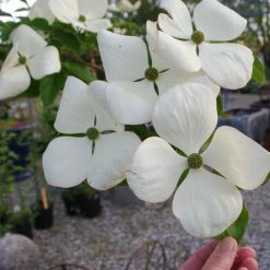 Walker Nursery Dogwood - Venus Korean