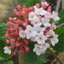 Willoway Viburnum Sugar And Spice