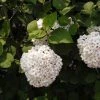 Pandy's Garden Center Viburnum - Fragrant Snowball