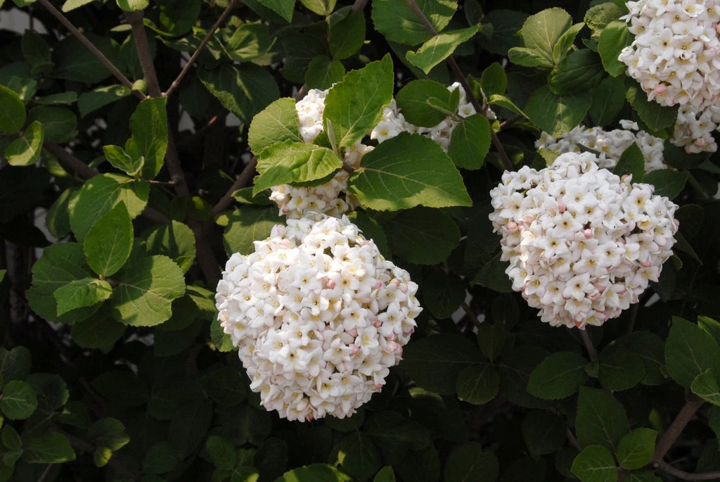 Pandy's Garden Center Viburnum - Fragrant Snowball 3 Pandy's Garden Center Viburnum - Fragrant Snowball