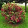 Pandy's Garden Center Weigelia - Sonic Bloom Red Nursery
