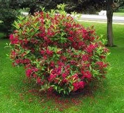Pandy's Garden Center Weigelia - Sonic Bloom Red Nursery