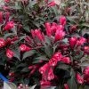 Pandy's Garden Center Nursery Weigelia Electric Love #3