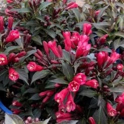Pandy's Garden Center Nursery Weigelia Electric Love #3
