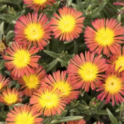Monrovia Delosperma - Wheels Of Wonder