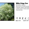 TreeTyme Nursery Fringe Tree - White