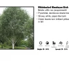 Pandy's Garden Center Nursery Birch - Whitebarked Himalayan