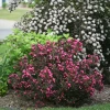 Pandy's Garden Center Weigela Weigelia - Wine And Roses