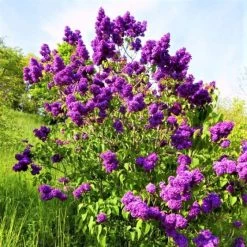 Pandy's Garden Center Lilac - Yankee Doodle Purple
