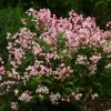 Pandy's Garden Center Deutzia Yuki Cherry Blossom #5/7