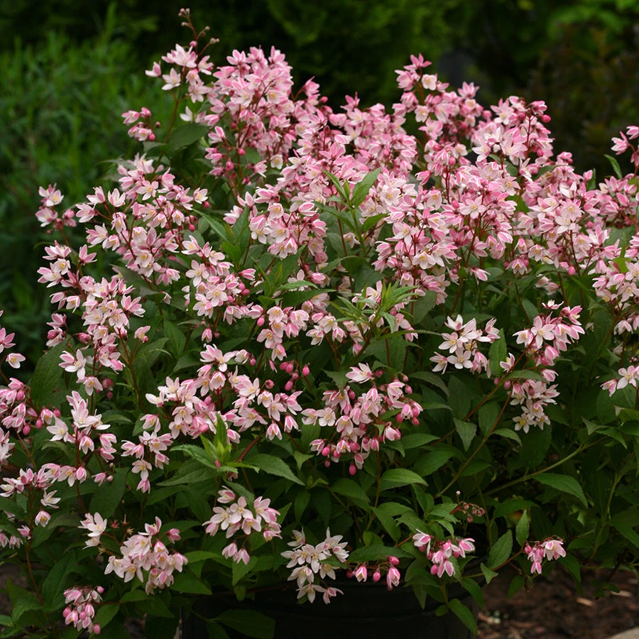 Pandy's Garden Center Deutzia Yuki Cherry Blossom #5/7 3 Pandy's Garden Center Deutzia Yuki Cherry Blossom #5/7