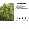 Pandy's Garden Center Arborvitae - Yellow Ribbon 2 Pandy's Garden Center Arborvitae - Yellow Ribbon