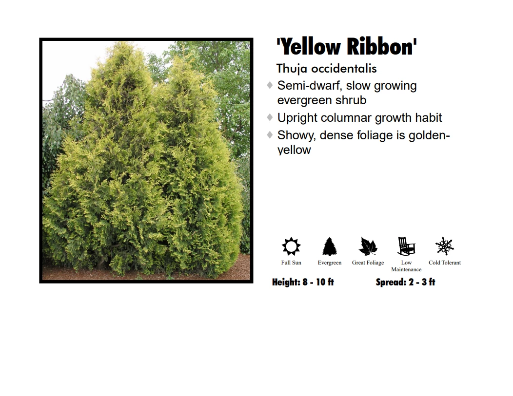 Pandy's Garden Center Arborvitae - Yellow Ribbon 3 Pandy's Garden Center Arborvitae - Yellow Ribbon