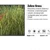 Pandy's Garden Center Grass - Zebra Grass