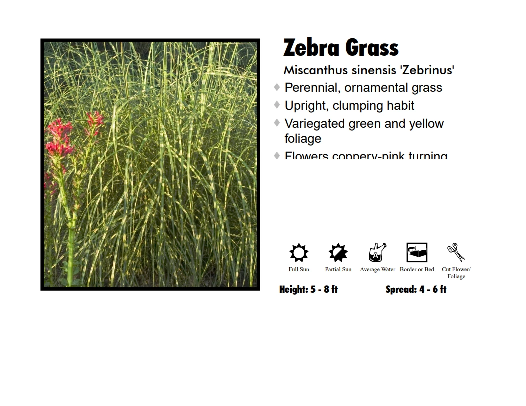 Pandy's Garden Center Grass - Zebra Grass 3 Pandy's Garden Center Grass - Zebra Grass
