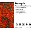 Pandy's Garden Center Coreopsis 'Crazy Cayenne' Tickseed Perennials